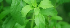 stevia